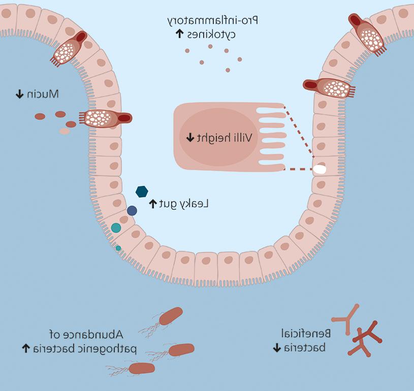 Figure 1: The damage of weaning stress on the intestinal barrier of piglets (Adapted from: Han et al., 2023)